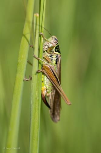 Roeseliana roeselii
